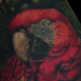 Tattoos - Scarlet Macaw and Plumerias - 88805